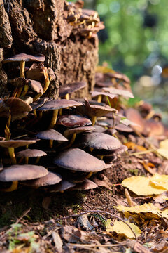 Brown Mushrooms Growing on a Tree Trunk in the Autumn Forest 
