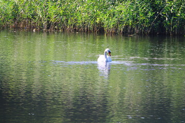 Swans swimming on the Cybina in early autumn © ogikk