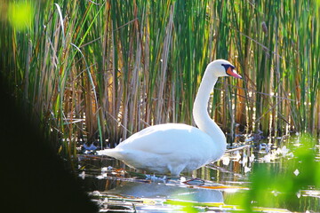 Swans swimming on the Cybina in early autumn © ogikk