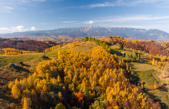 Aerial view of the vibrant autumn landscape in the Carpathian mountains with golden deciduous trees, rolling hills, and distant peaks near Bran, Brasov, Romania.