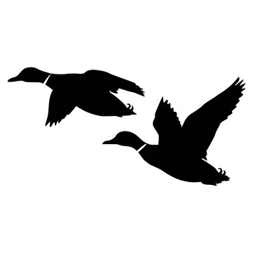 Two ducks flying in silhouette style