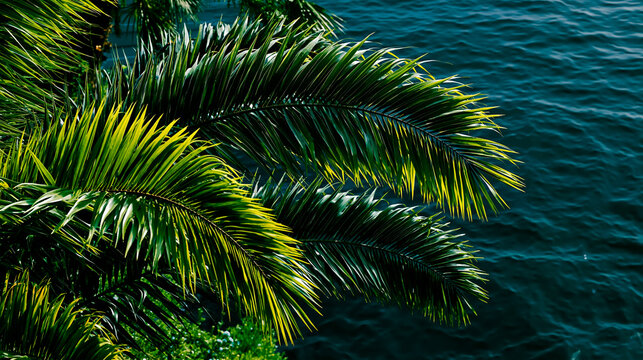 A close-up of a palm tree with green leaves and a blue ocean in the background