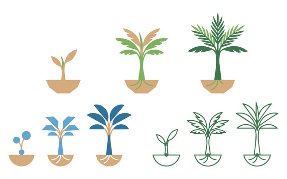 Set of palm tree growth stages from seedling to mature tree in different colors with seedling development evolution agriculture botanical
