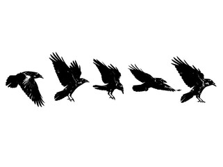 Fototapeta premium Black Raven Flying Sequence Vector Silhouette, Crow Flight Motion Elements, Wild Bird Wings Vector Collection