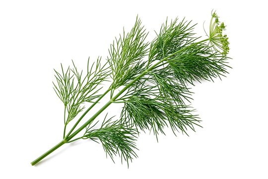Fresh dill herb sprig with flowers isolated on white background