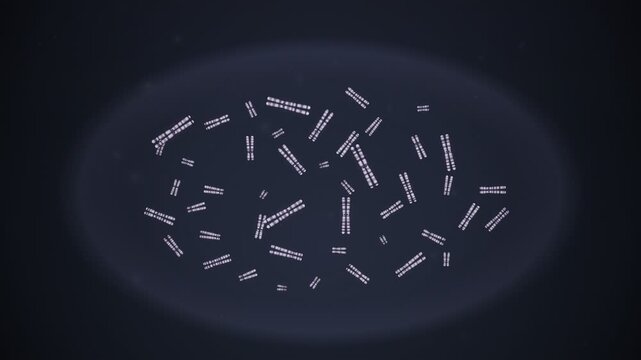 Human Karyotype Chromosomes Sorting Into Matched Pairs Animation