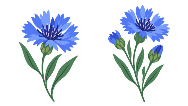 Blue cornflower blossoms and buds with green leaves