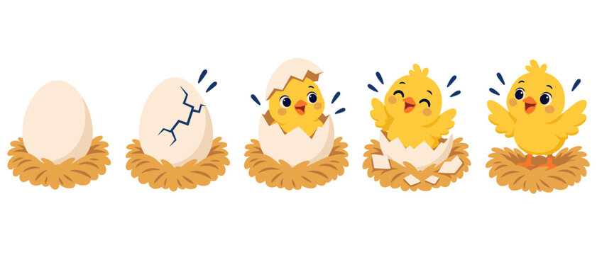 Yellow chick hatching from an egg in a nest sequence