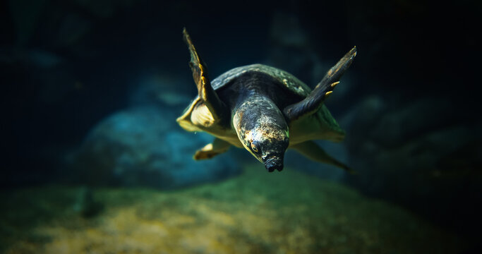 Pig-nosed Turtle Swim In Aquarium Bottom View. Fly River Turtle Pitted-shelled Turtle, And Warrajan Is Species Of Turtle Which Is Native To Northern Australia And Southern New Guinea. Pig-nosed