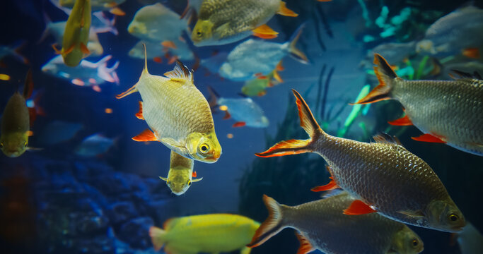 Aquarium Filled With Tinfoil Barb Fishes Close up View. Tinfoil Barb Is Schooling Species. Active And Entertaining Fishes. Tinfoil Barb Grouped Together In Underwater. Fish Tinfoil Barb Swimming In
