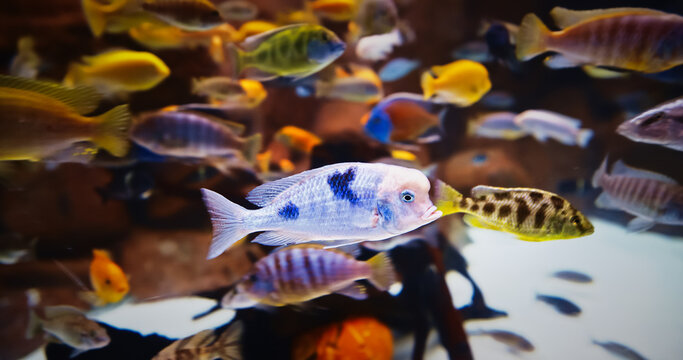 Colorful Fishes Float In Zoo Aquarium. Different Colored Fish In Aquarium. Colorful Cichlids Swim At Aquarium. Cichlids Large, Diverse, And Widespread Family Cichlidae, Order Cichliformes