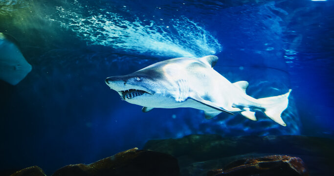Sand Tiger Shark And Stingray Swim In Underwater Aquarium. Carcharias Taurus Gray Nurse Shark. Blue-nurse Sand Tiger Close Up View. Shark Inhabits Subtropical. Dwell In Waters Of Japan, Australia