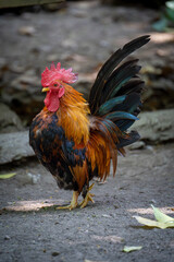 A vibrant Serama bantam rooster stands proudly in an upright pose, featuring rich golden-orange hackle feathers. © Rio