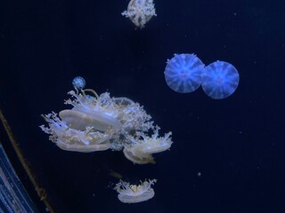 jelly fish in aquarium © Iryna