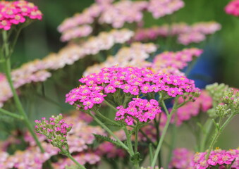 A close up of Achillea 'Colorado' flowers. © Maria