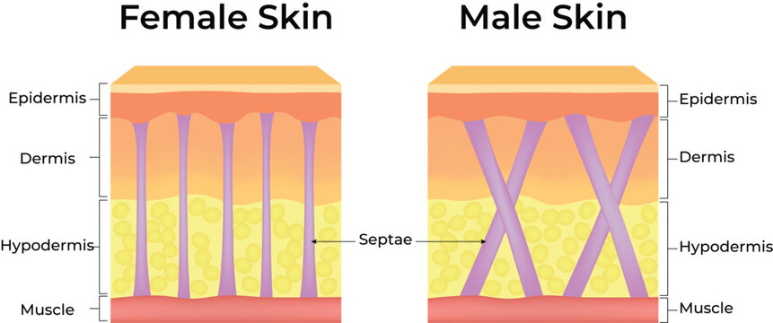 Female and Male Skin Structure Comparison Diagram Showing Epidermis, Dermis, Hypodermis and Muscle