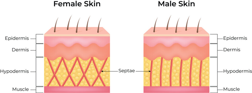 Female and Male Skin Structure Comparison Diagram Showing Epidermis, Dermis, Hypodermis and Muscle
