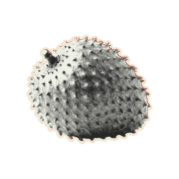 Vintage halftone textured soursop fruit on transparent background vector and PNG