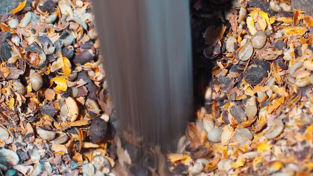 Close up shot of crushing dried coffee cherries with wooden pestle in mortar for traditional hulling.
