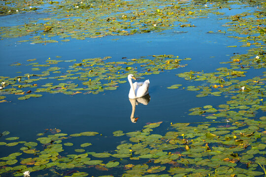 White swans swimming in murky blooming green pond water of a city park elegant waterfowl birds in an urban nature environment.