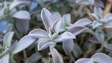 crassula arborescens silver dollar plant close up   © master2d