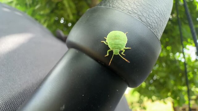 Close-up of a green beetle crawling along the handle of a baby stroller on a summer day. High quality 4k footage