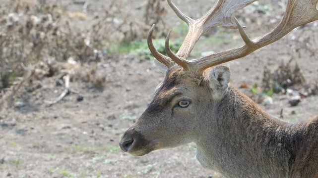 Fallow Deer (Dama dama) buck (male) in closeup in a deer park. September, Kent, UK [Half speed]