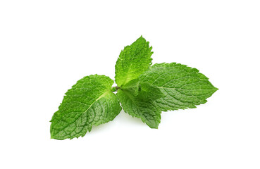 Fresh mint leaves isolated on white background. Herbal tea, spices and medicinal herbs concept. © Yana Bo