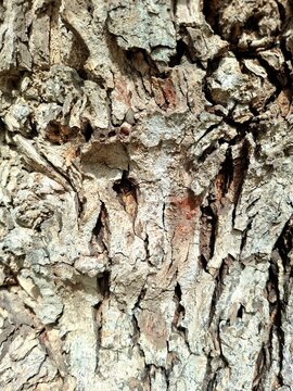 bark of a tree