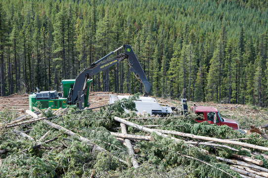 FORESTRY TRUNK ROAD, ALBERTA, CANADA - 27 SEPTEMBER 2026: Alberta Canada forestry logging site with John Deere feller buncher harvester clearing timber