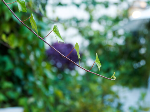 Branche de lierre grimpant avec jeunes feuilles vertes sur fond v&eacute;g&eacute;tal flou lors d&rsquo;une r&eacute;ception en ext&eacute;rieur