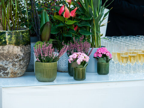 D&eacute;coration florale avec plantes en pot et fl&ucirc;tes de champagne pr&eacute;par&eacute;es pour une r&eacute;ception &eacute;v&eacute;nementielle