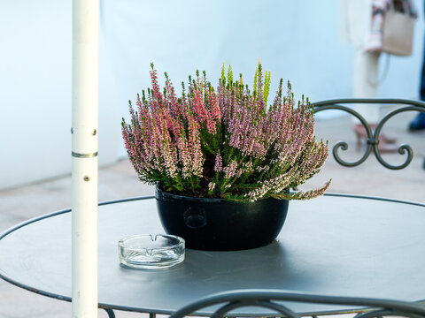 Bruy&egrave;re rose et violette en pot avec cendrier en verre sur une table de terrasse lors d&rsquo;une r&eacute;ception &eacute;v&eacute;nementielle