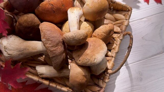Wicker basket of fresh porcini mushrooms