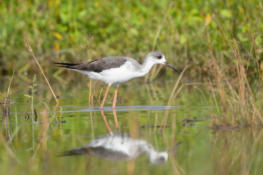 Black-winged Stilt foraging in a wetland, searching for food in shallow water with its long legs and slender bill.