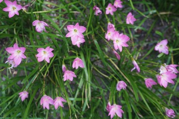 Fototapeta premium Pink rain lily in the garden