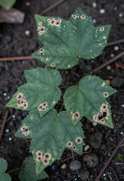 Plant disease and fungal infection, maple leaf with brown spots and leaf blight symptoms in a garden soil environment showing agricultural crop damage