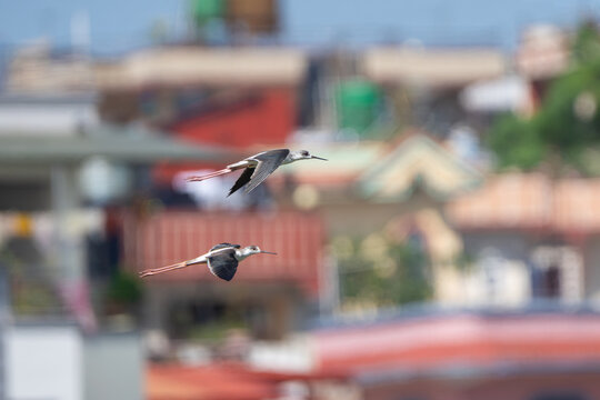 Black-winged Stilt flying in the sky, displaying its long legs, black wings, and distinctive black-and-white plumage.
