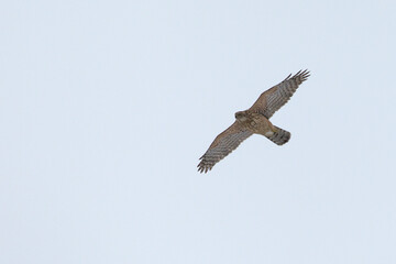 Obraz premium juvenile type or first winter eurasian goshawk (astur gentilis) in flight, found in Saxony, germany