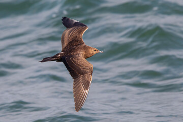 juvenile or first calendar year parasitic jaeger or arctic skua (Stercorarius parasiticus) in flight, found offshore in the German Bight in the North Sea © Mathias Putze