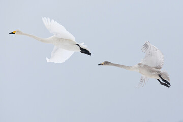 adult and juvenile whooper swan (Cygnus cygnus) in flight, found in Havelland in Brandenburg, Germany © Mathias Putze