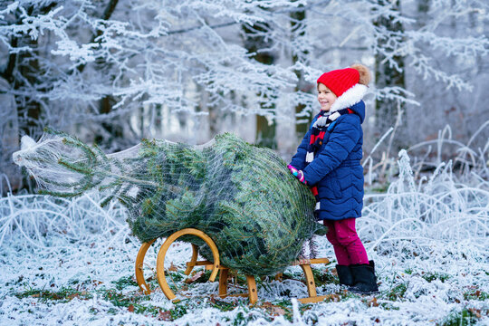 Happy little girl pushing a Christmas tree on a sleigh. Preschool child on fir tree plantation. Family tradition of cutting their own Xmas tree in Germany. Real life, real people