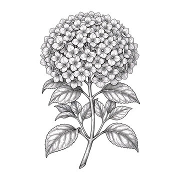 Botanical hydrangea illustration with transparent background for seasonal marketing designs