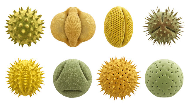 Pollen grains collection with diverse microscopic surface structures