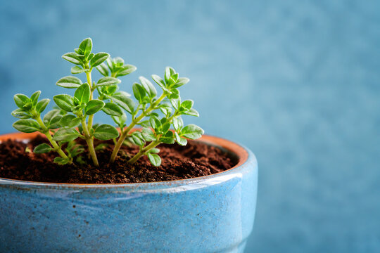 A small potted green plant sits in a blue ceramic bowl against a blurred light blue background.