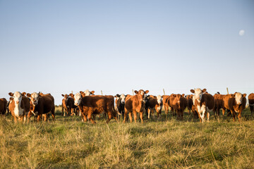 cows on a farm © Rafael