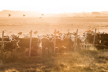 cows on a farm © Rafael