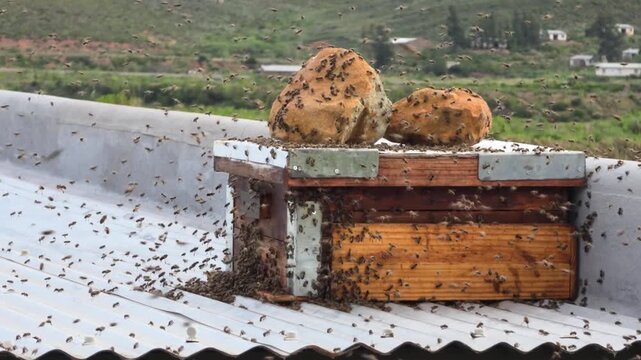 View of a honeybee swarm entering a wooden hive on a corrugated metal roof in Hoeko, Western Cape, South Africa.