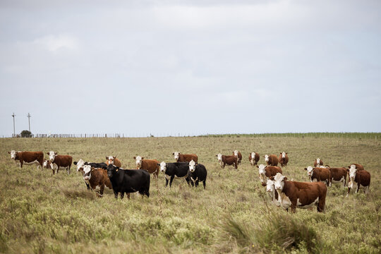cows grazing in a field