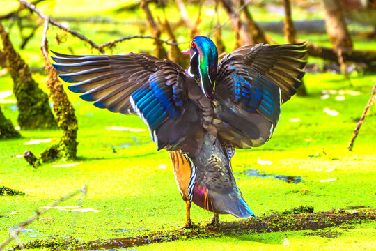 Wood Duck (Aix sponsa) Perched, Doing His Morning Wing Stretch
